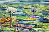Water lily Pond
