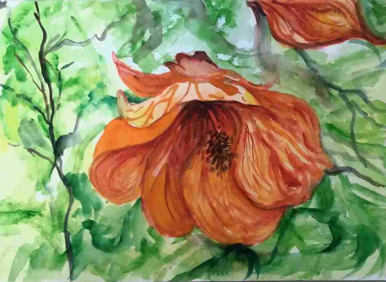Abutilon