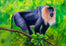 Lion Tailed macaque