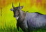 Male Nilgai or Blue Bull