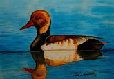 Red-Crested Pochard