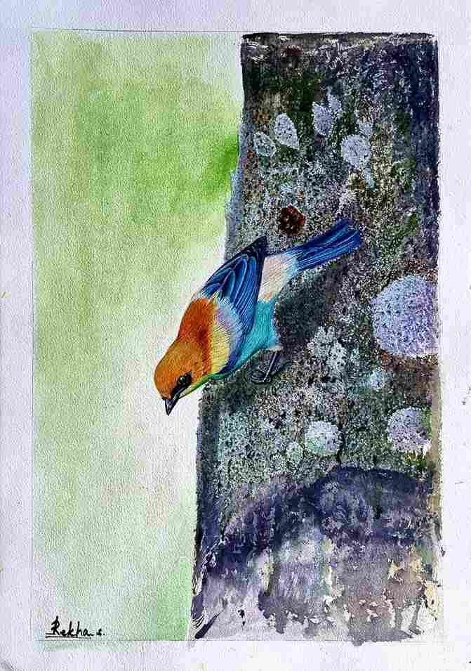 Chestnut-backed Tanager