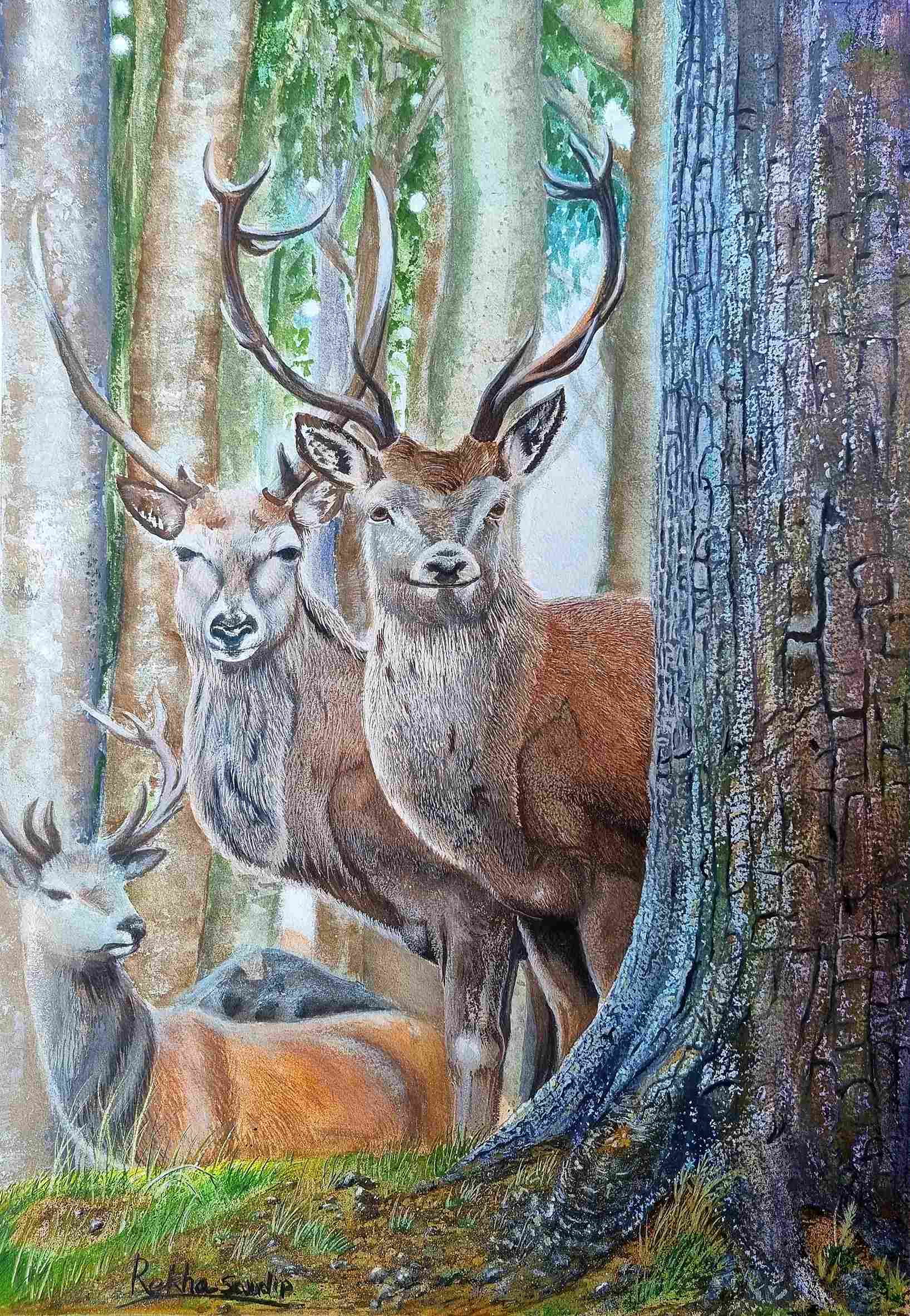 Deer in Forest
