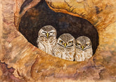 The Three Wise Owlets