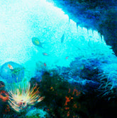 Under Water Wild Life 1