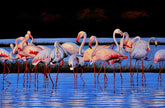 Greater Flamingoes, Evening Splendor