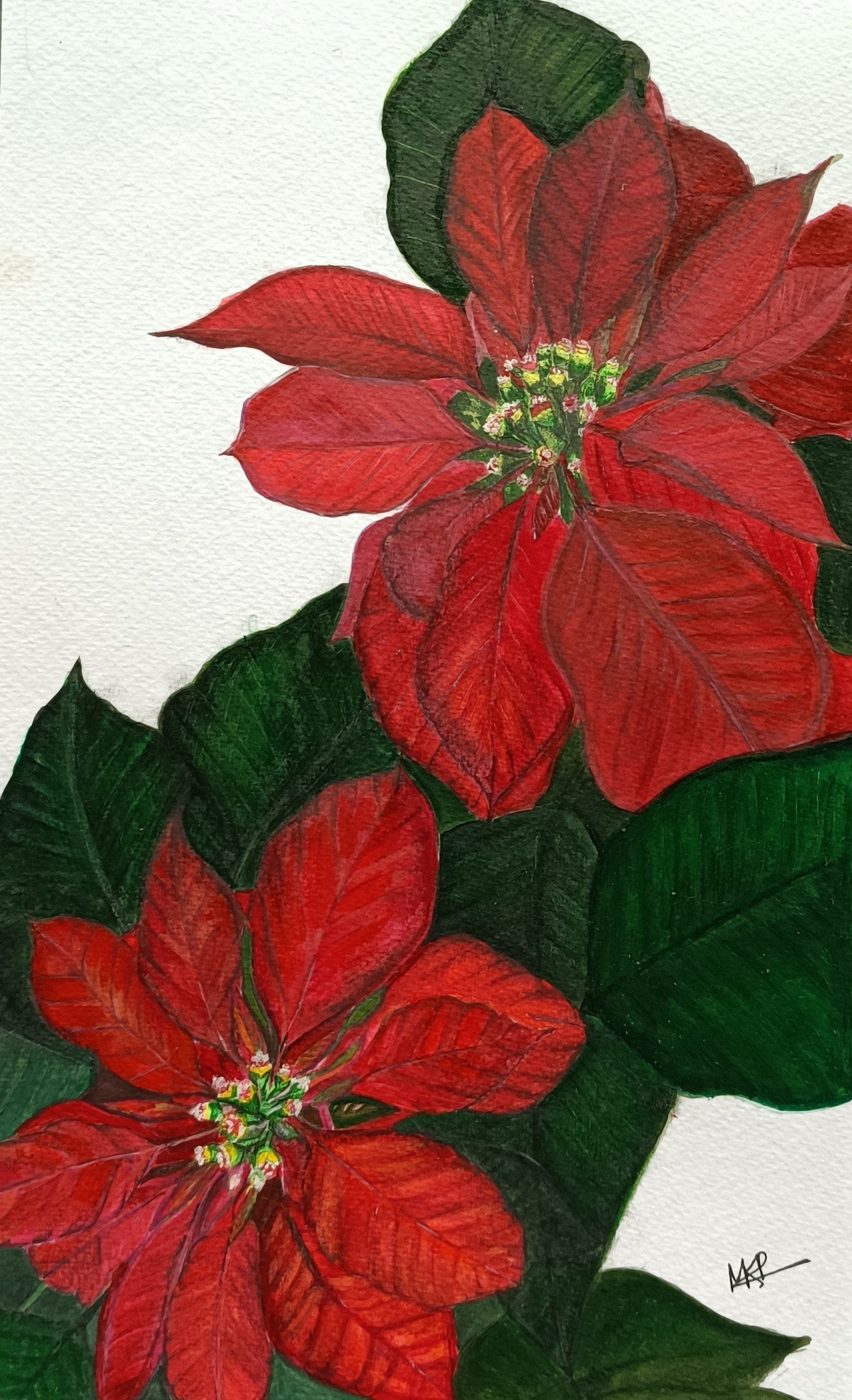 Poinsettia