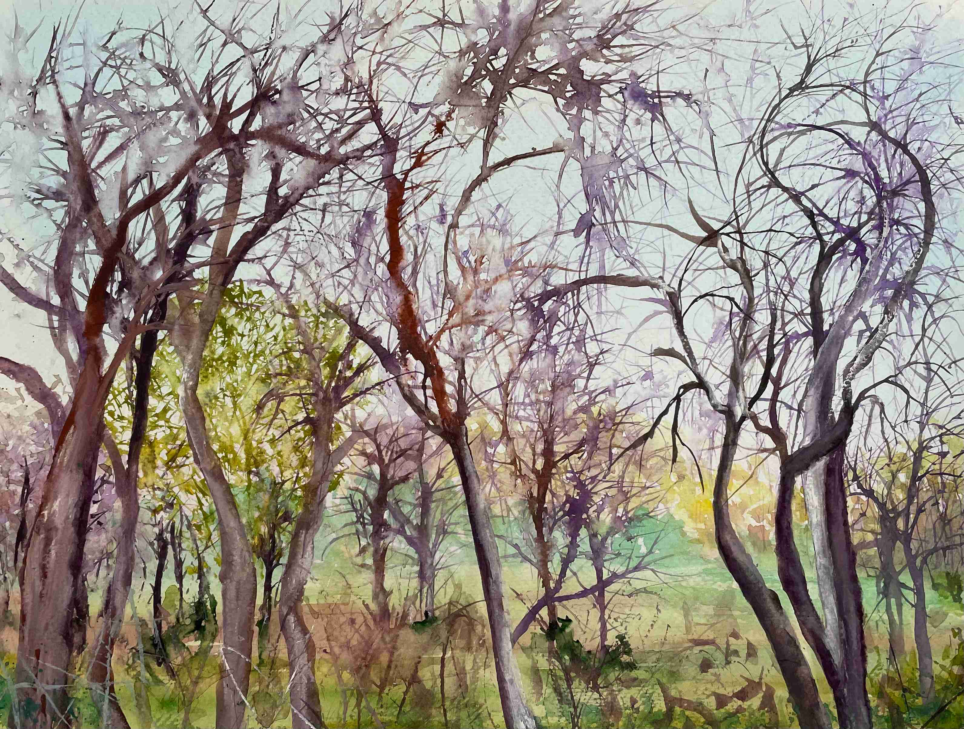 Trees in the Afternoon