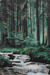 Forest River ( Vol 1 )